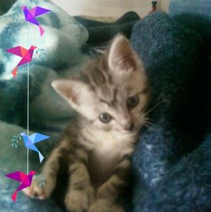 Meet your Posher, Dorian